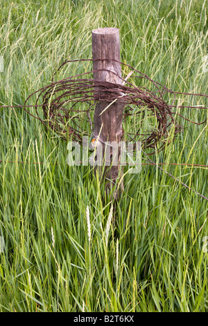 Una bobina di arrugginimento filo spinato lasciato appeso su un fencepost nel mezzo di un campo Foto Stock