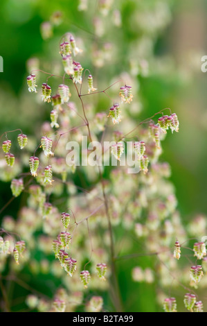 BRIZA MEDIA LIMOUZI vacilla erba Foto Stock