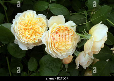 Rosa Charlotte rosa Inglese Foto Stock