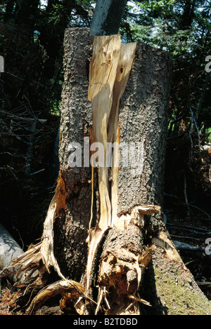 Tagliare tronco di albero, close-up Foto Stock