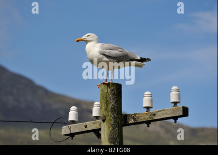 Aringa Gabbiano (Larus argentatus Pontoppidan) appollaiate su un vecchio palo del telegrafo. Glenelg, Skye e Lochalsh, Scozia. Foto Stock