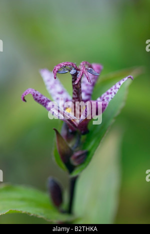 TRICYRTIS FORMOSANA DARK BEAUTY Foto Stock