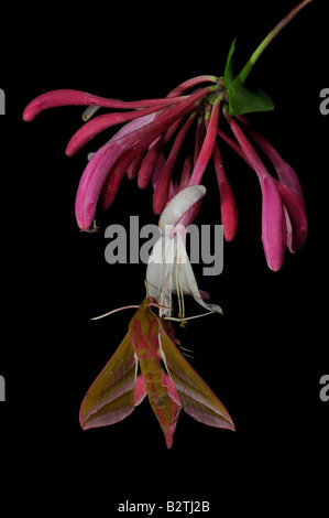 Elephant Hawkmoth Deilephila elpenor Oxfordshire England Regno Unito appeso honesuckle fiore Foto Stock