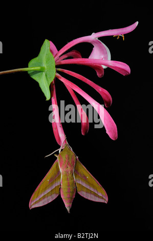 Elephant Hawkmoth Deilephila elpenor Oxfordshire England Regno Unito sospesi dal caprifoglio fiore Foto Stock