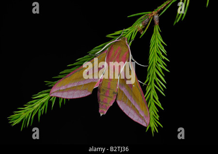 Elephant Hawkmoth Deilephila elpenor Oxfordshire England Regno Unito in appoggio sul ramoscello di pino Foto Stock