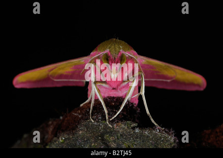 Elephant Hawkmoth Deilephila elpenor Oxfordshire Inghilterra vista di appoggio dalla parte anteriore Foto Stock