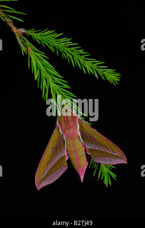 Elephant Hawkmoth Deilephila elpenor Oxfordshire England Regno Unito in appoggio sul ramoscello di pino Foto Stock