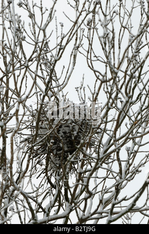 Rook Corvus frugilegus Oxfordshire UK nido coperto di neve Foto Stock