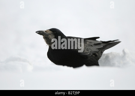 Rook Corvus frugilegus Oxfordshire UK rovistando nella neve Foto Stock