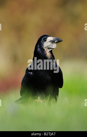 Rook Corvus frugilegus Oxfordshire UK sul ritratto di massa Foto Stock