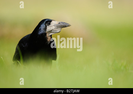 Rook Corvus frugilegus Oxfordshire UK sul terreno in erba Foto Stock