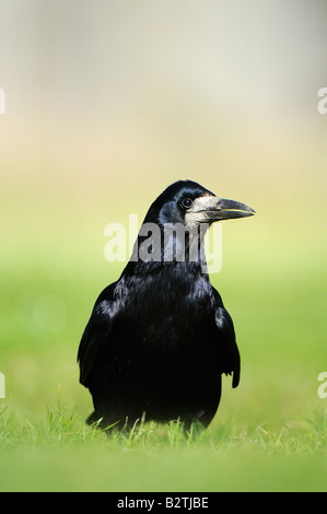 Rook Corvus frugilegus Oxfordshire UK in piedi sull'erba Foto Stock