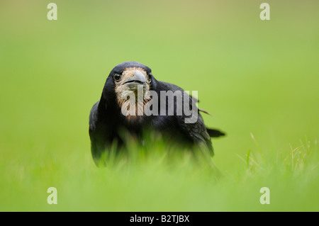 Rook Corvus frugilegus Oxfordshire UK Foto Stock