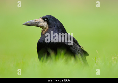 Rook Corvus frugilegus Oxfordshire UK in piedi in erba Foto Stock