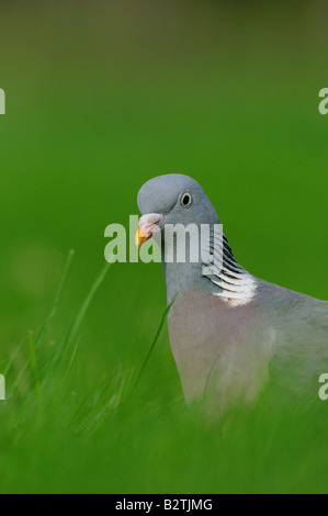 Woodpigeon Columbus palumbus Oxfordshire UK vicino fino in piedi in erba Foto Stock