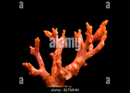 Un ramo di rosso corallo mediterraneo (Corallium rubrum). Branche de corail rouge de Méditerranée (Corallium rubrum). Foto Stock