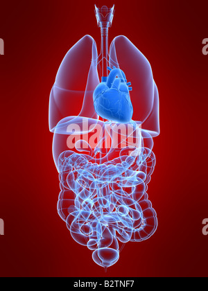 cuore umano Foto Stock