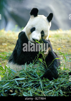Ritratto di un panda gigante di mangiare i germogli di bambù Foto Stock
