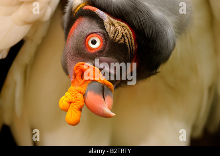 King Vulture Sarcoramphus papa Foto Stock