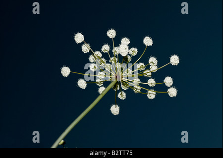 famiglia delle Apiaceae Foto Stock