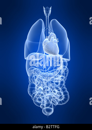 cuore umano Foto Stock