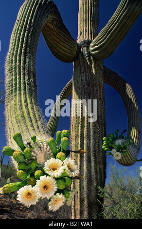 Cactus Saguaro in fiore nel parco nazionale del Saguaro West unità vicino a Phoenix in Arizona Foto Stock