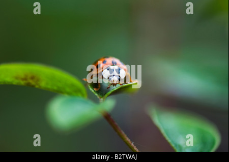 Harlequin ladybird seduto su una pianta a foglia. Regno Unito Foto Stock