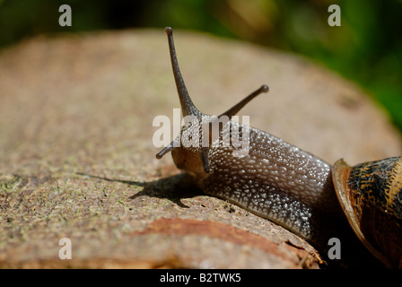 Fotografia macro di un giardino va a passo di lumaca nel suo ambiente naturale Foto Stock