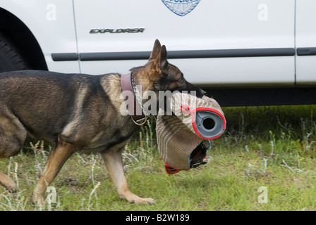 La polizia K9 cane con il manicotto di protezione in bocca Foto Stock