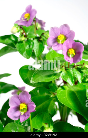 Primo piano della fioritura viola persiano. Exacum affine di Foto Stock