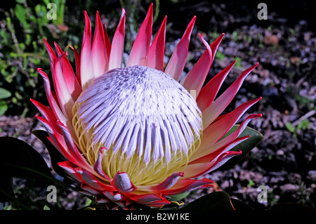 Close-up di Protea cynaroides, il Gigante bellezza del capo o Re Protea. Fiore nazionale del Sud Africa Foto Stock