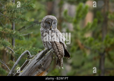 Grande grigio allocco (Strix Nebulosa) Foto Stock