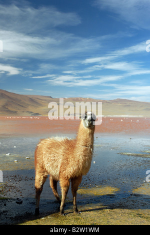 Alpaca sulle rive della Laguna Colorada a Parco Nazionale Andina Eduardo Avaroa, Bolivia Foto Stock