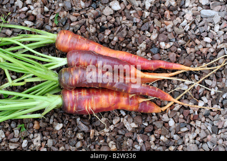 Carote Purple Haze Yellowstone e miscela di Rainbow Foto Stock