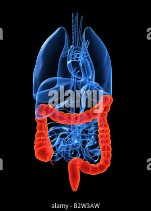 due punti umani Foto Stock