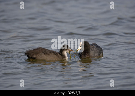 Coot Fulica atra nutrimento cresciuto giovane Foto Stock