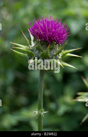 SILYBUM MARIANUM, cardo mariano Foto Stock