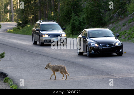 Coyote attraversando la strada con il traffico nel Parco Nazionale di Yellowstone Wyoming Foto Stock