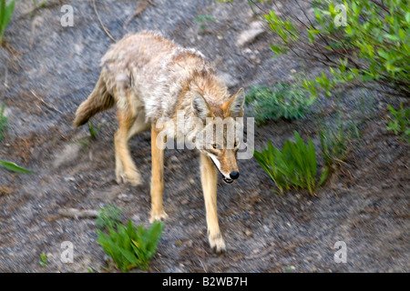 Coyote nel Parco Nazionale di Yellowstone Wyoming Foto Stock