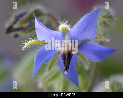 Borragine, borragine officinalis, primo piano del fiore Foto Stock