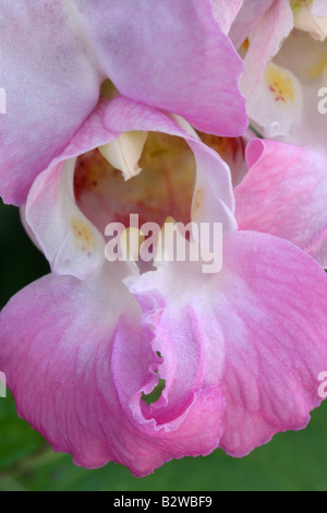 L'Himalayan Balsamina Impatiens glandulifera, close up di fiore Foto Stock