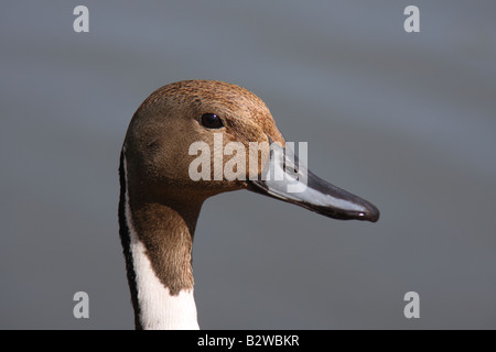 Northern pintail, Anas acuta, primo piano della testa dei maschi di anatra Foto Stock