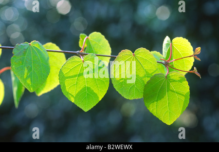 Foglie di 'Katsura Tree" in sole primaverile "Cercidiphyllum japonicum" Foto Stock