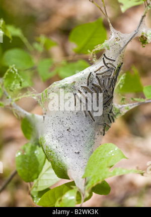 Tenda Caterpillar Nesting: tenda orientale bruchi o Malacosoma americanum contorco dal loro tenda di fibre di seta Foto Stock