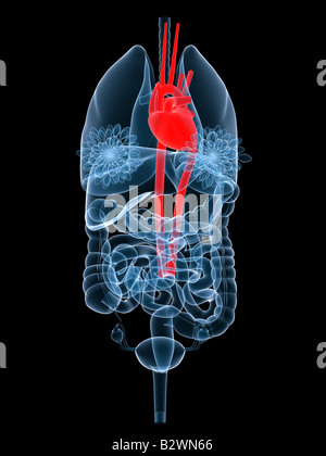 Cuore evidenziata Foto Stock