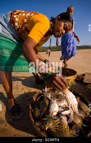 Donna di cattura di smistamento, Agonda Beach, a sud di Goa, India, Asia Foto Stock