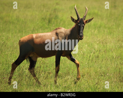 Topi antilope al Masai Mara National Park Kenya Africa Foto Stock