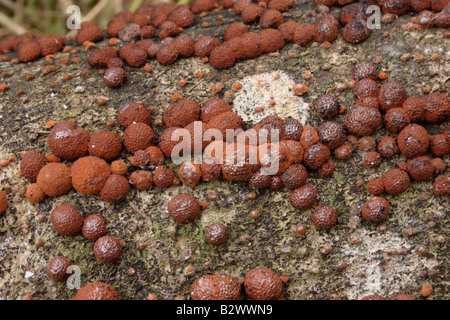 Il faggio woodwart funghi Hypoxylon fragiforme su un faggio caduto REGNO UNITO Foto Stock