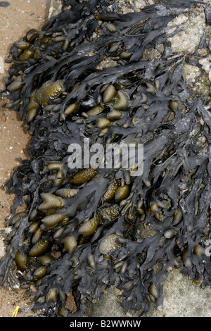 Immagine della vescica wrack alghe sulla spiaggia di Cleethorpes in estate il Fucus vesiculosus Foto Stock