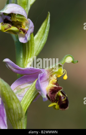 Bee Orchid Ophrys apifera fiore dettaglio Foto Stock